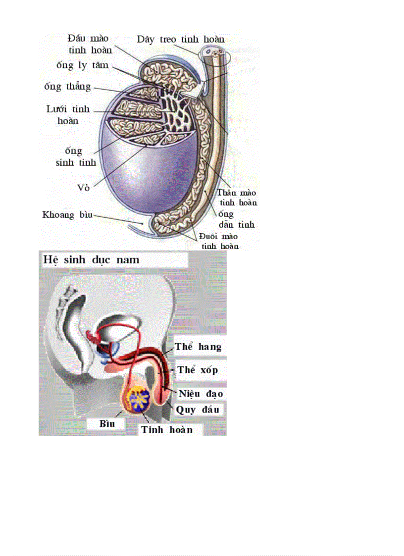 image for page Bo tranh Sinh hoc 8 Chuong XI