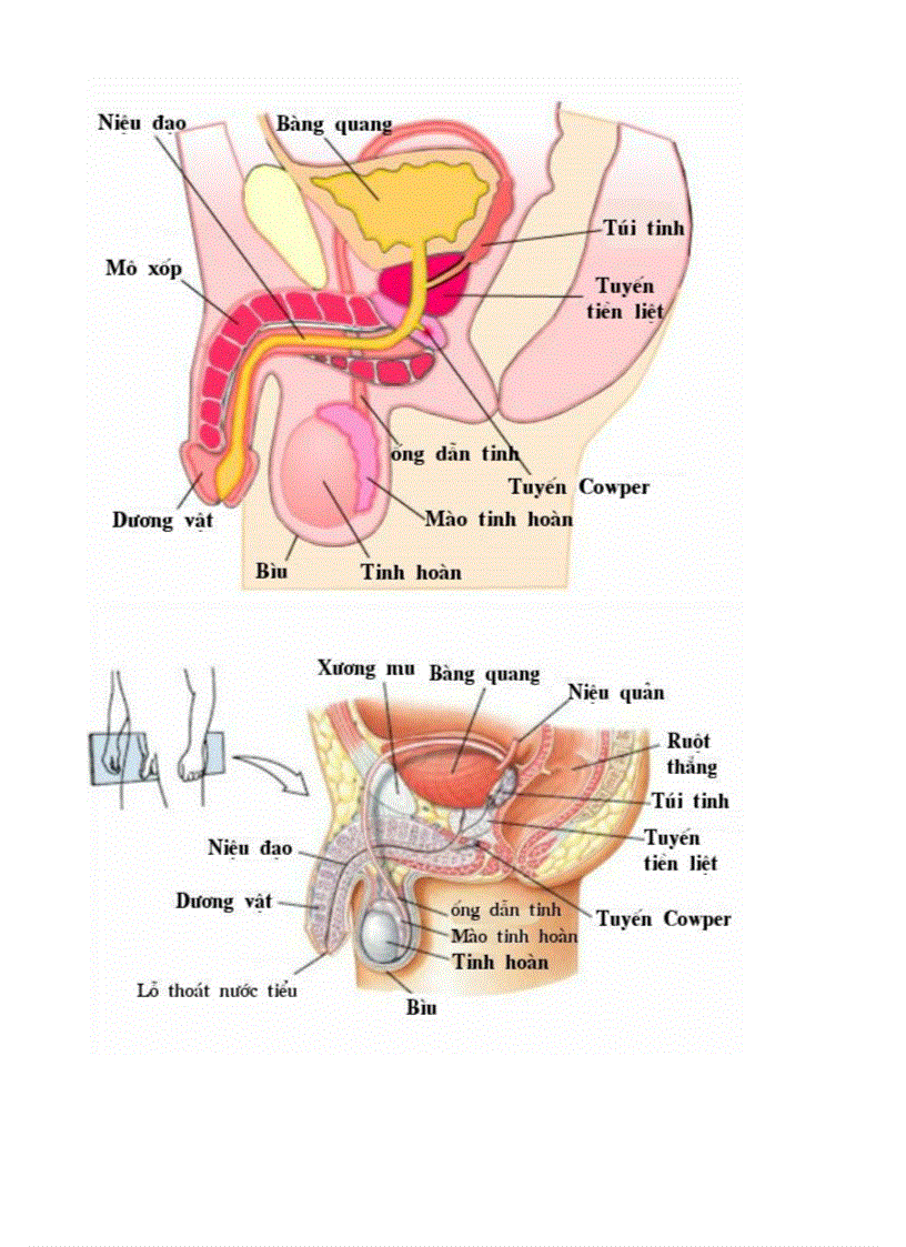image for page Bo tranh Sinh hoc 8 Chuong XI