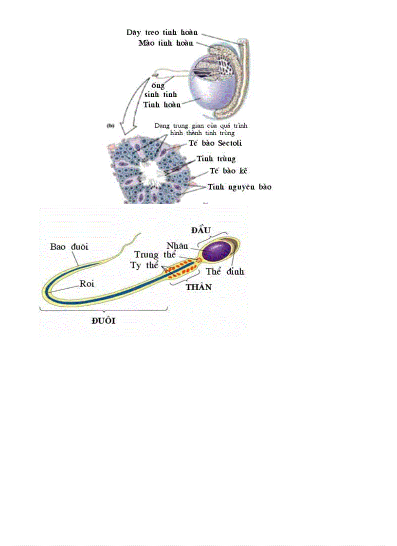 image for page Bo tranh Sinh hoc 8 Chuong XI