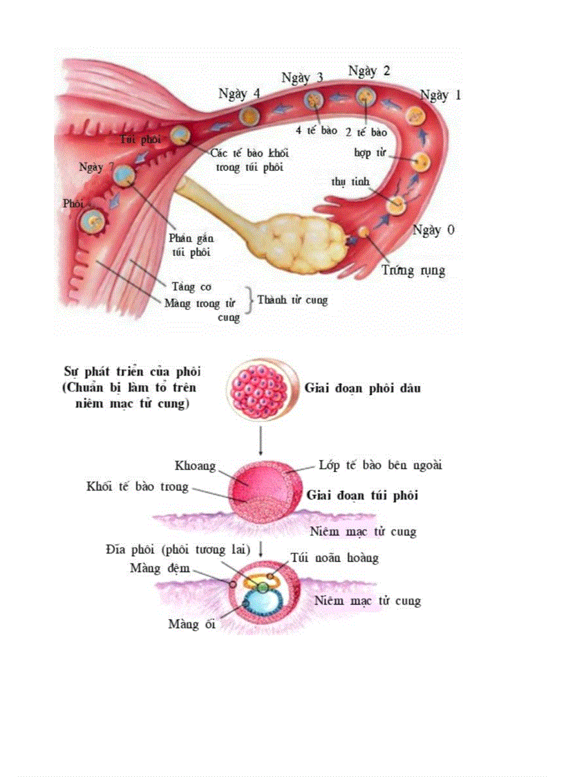 image for page Bo tranh Sinh hoc 8 Chuong XI