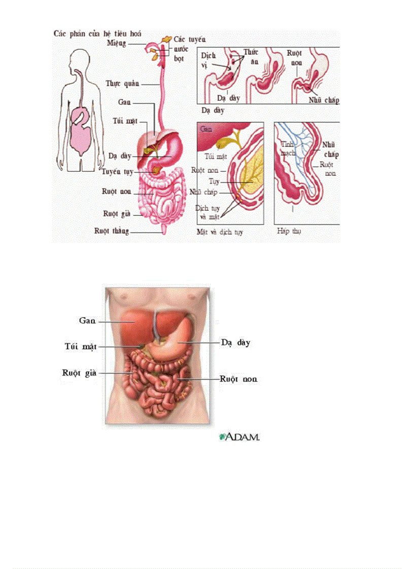 image for page Botranh sinh hoc 8 Chuong V