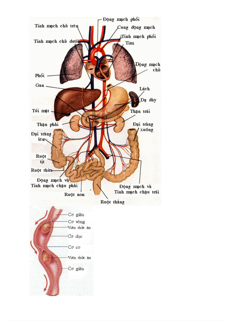 image for page Botranh sinh hoc 8 Chuong V