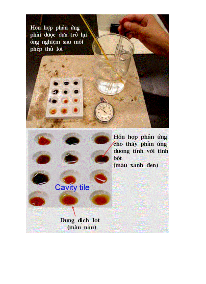 image for page Botranh sinh hoc 8 Chuong V
