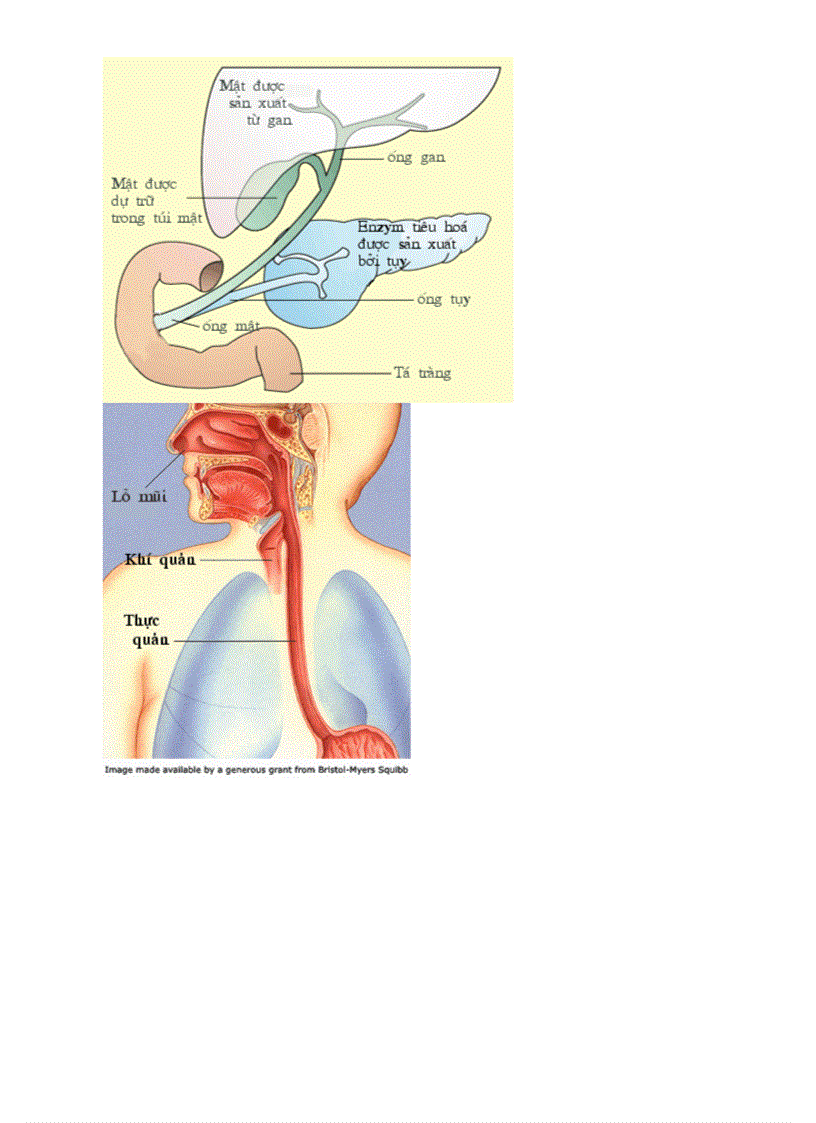 image for page Botranh sinh hoc 8 Chuong V
