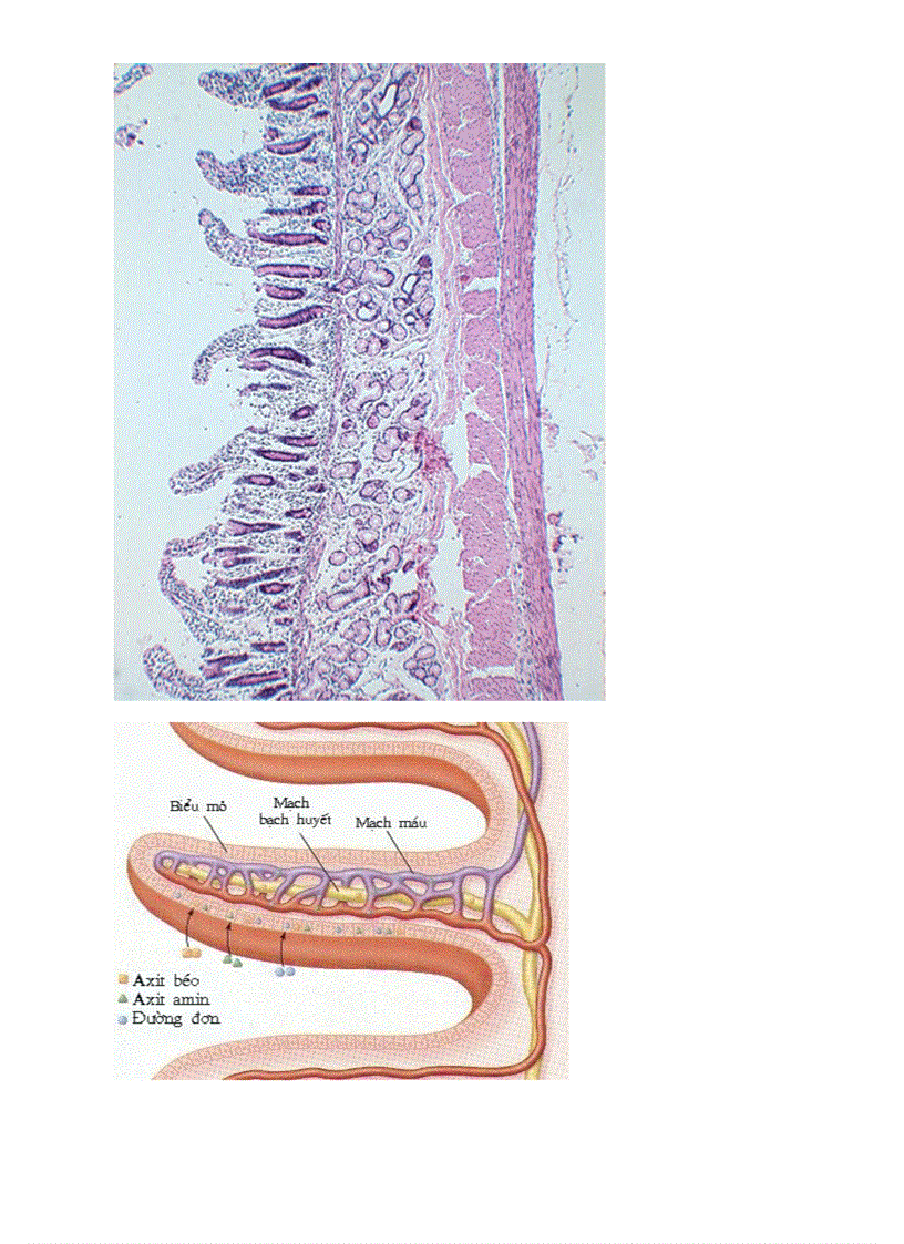 image for page Botranh sinh hoc 8 Chuong V