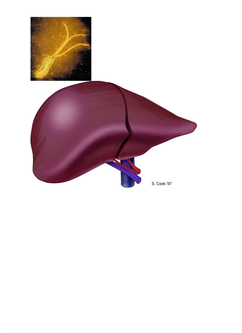 image for page Botranh sinh hoc 8 Chuong V