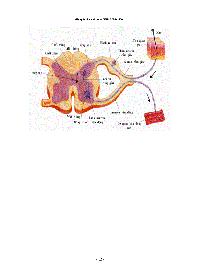image for page Hình ảnh sinh học 8 đầy đủ Nguyễn Văn Minh