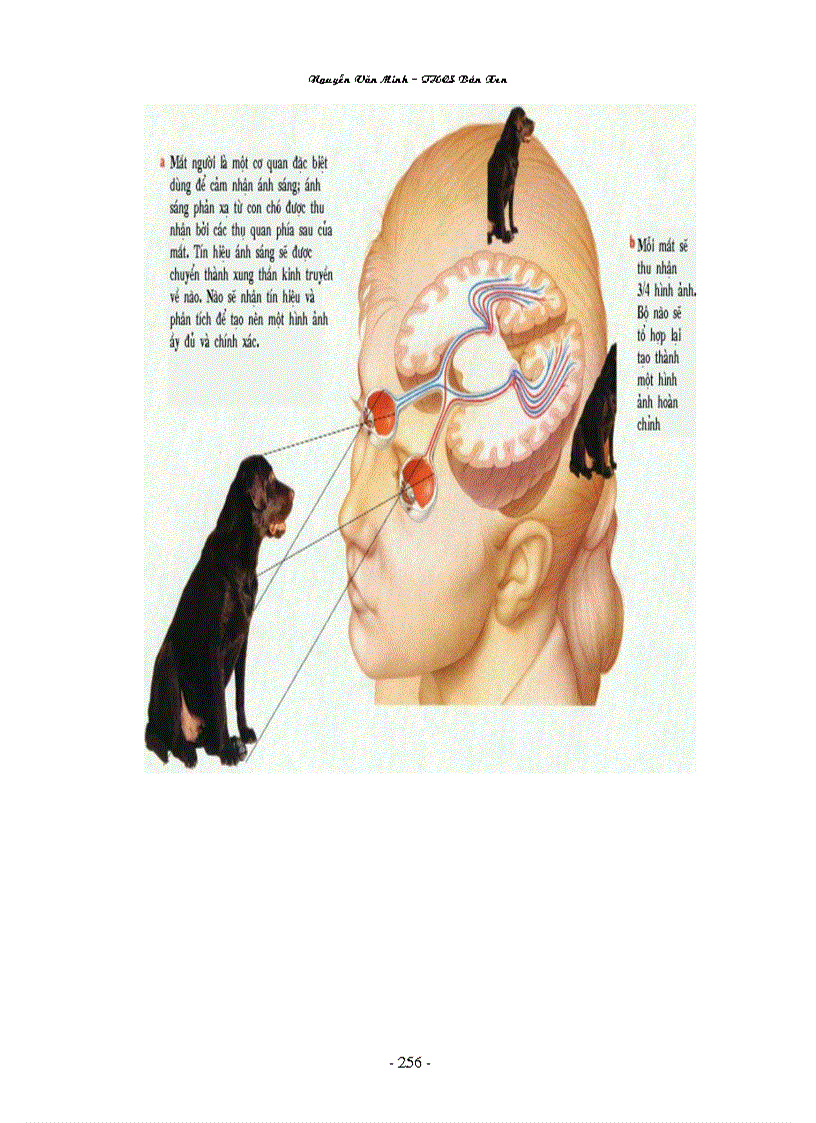 image for page Hình ảnh sinh học 8 đầy đủ Nguyễn Văn Minh