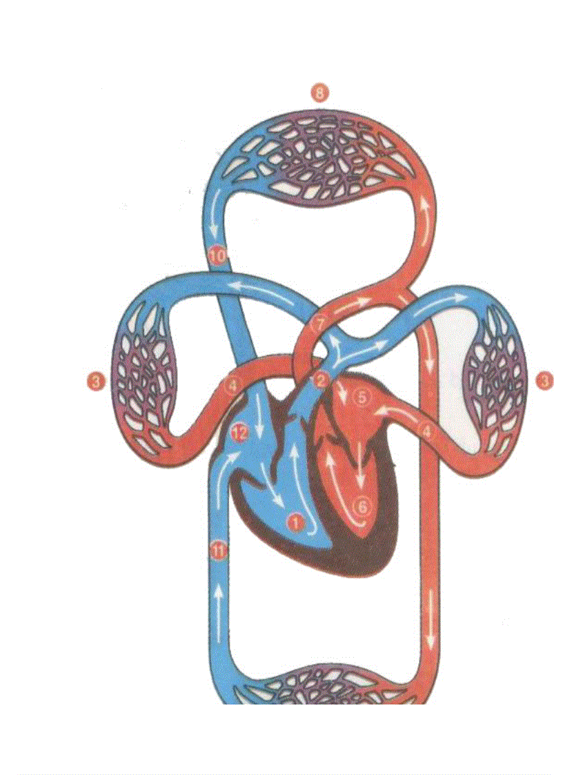 image for page Hình ảnh Sinh Học 8 Hot