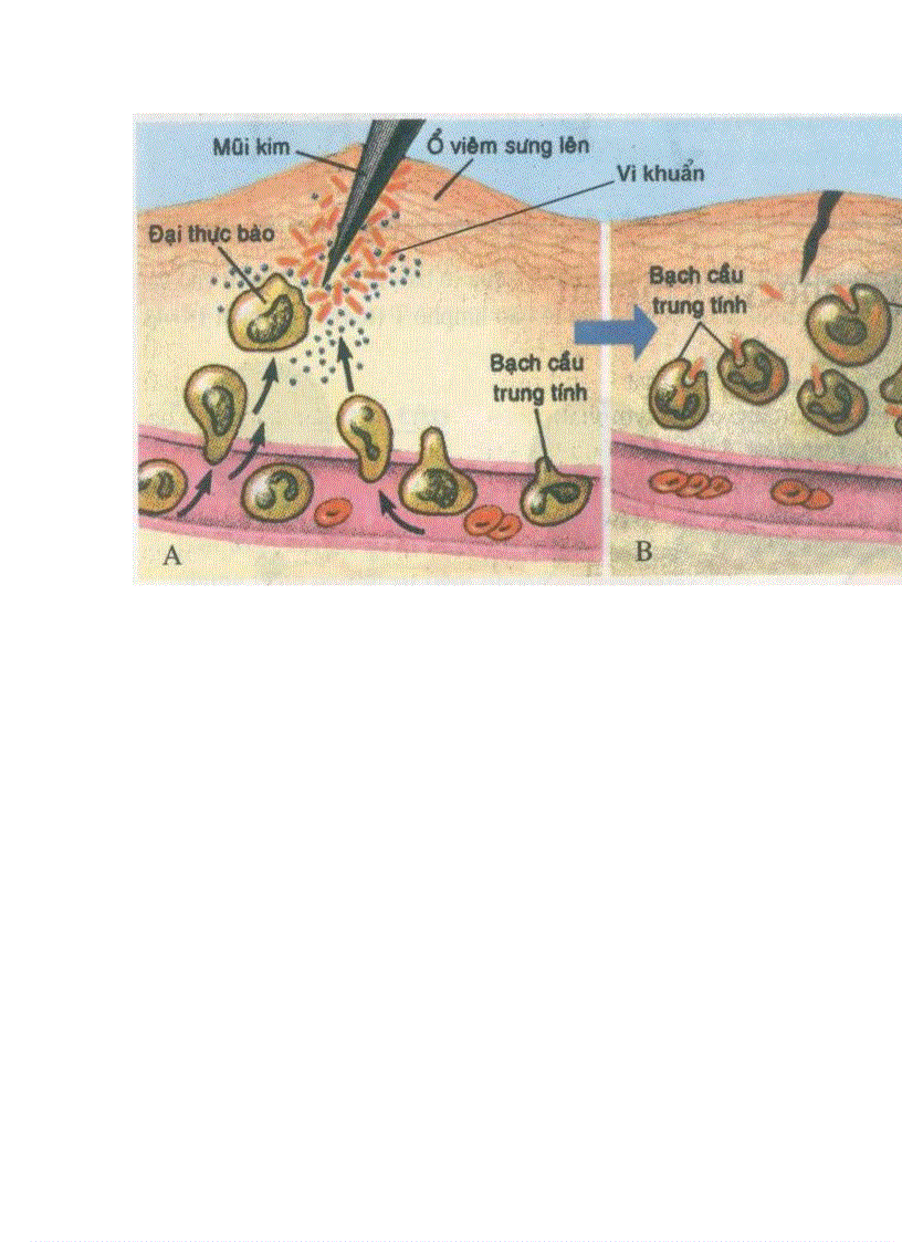 image for page Hình ảnh Sinh Học 8 Hot