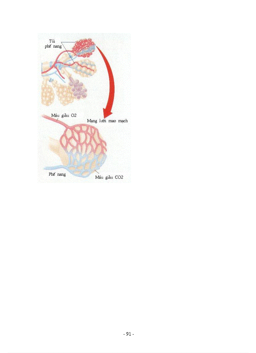 image for page Hình ảnh sinh học 8