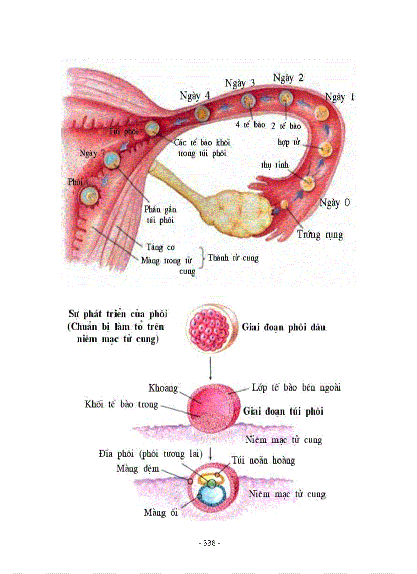 image for page Hình ảnh sinh học 8
