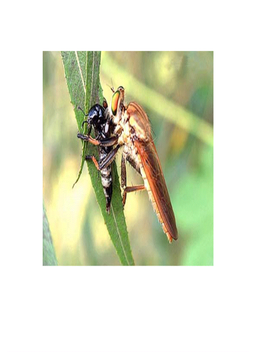 image for page Những hình ảnh đẹp của thú đang săn mồi