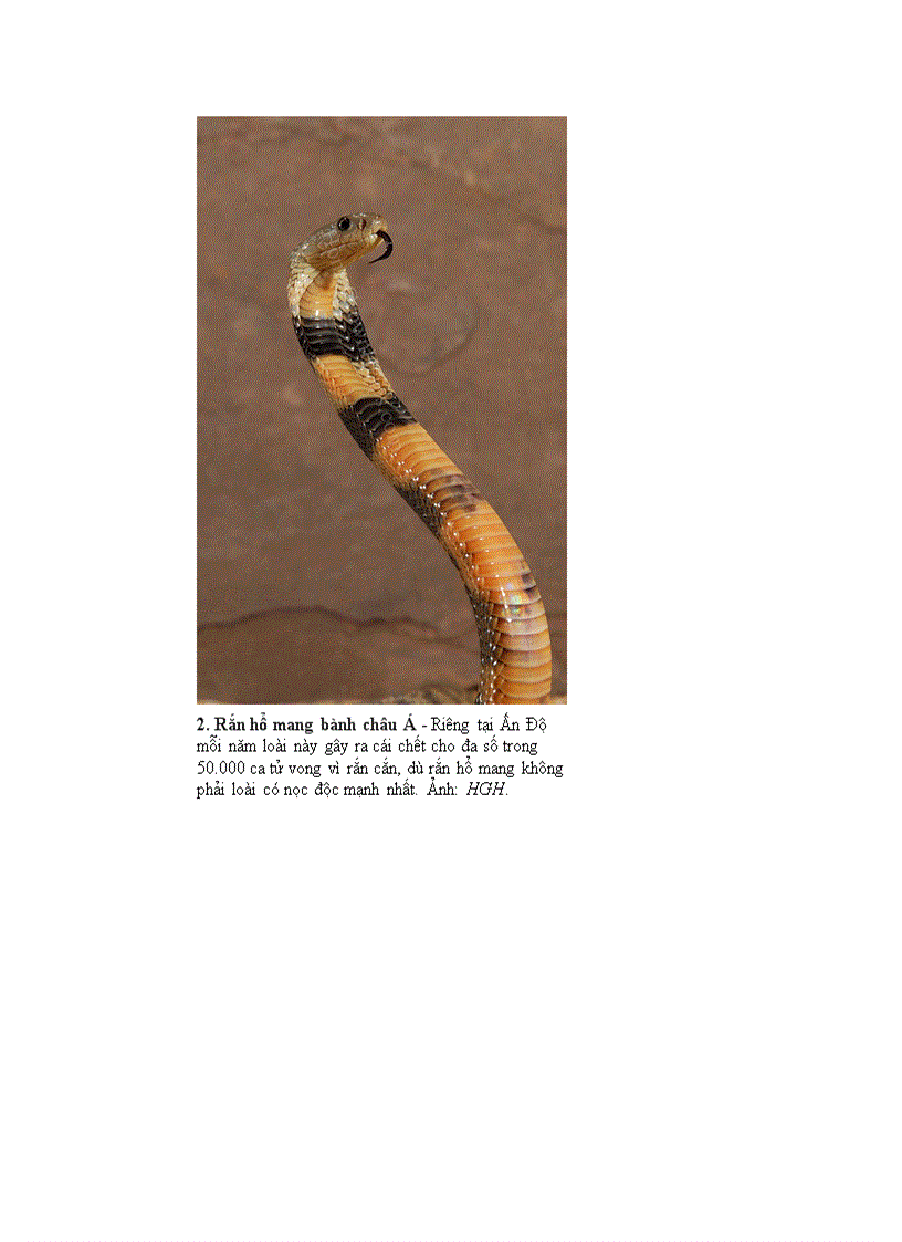 image for page 10 loài động vật nguy hiểm nhất hành tinh