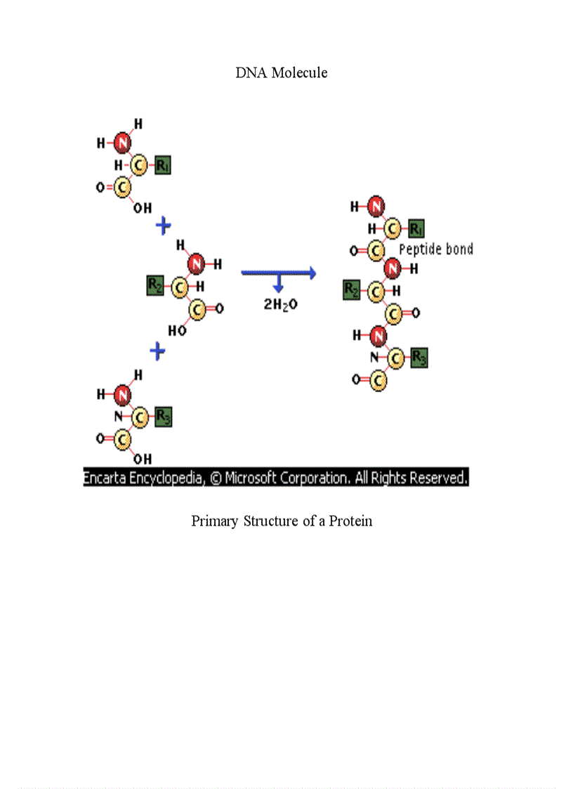 Hình ảnh dạy sinh học 9 12