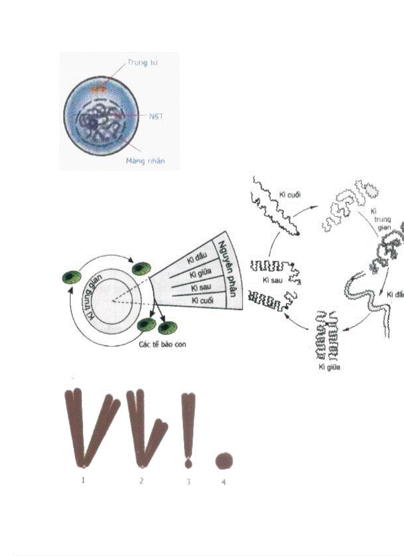 image for page Hình ảnh Sinh Học 9 Hot