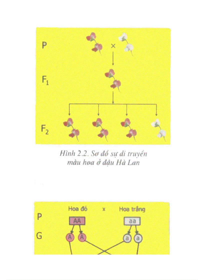 image for page Hình ảnh Sinh Học 9 Hot