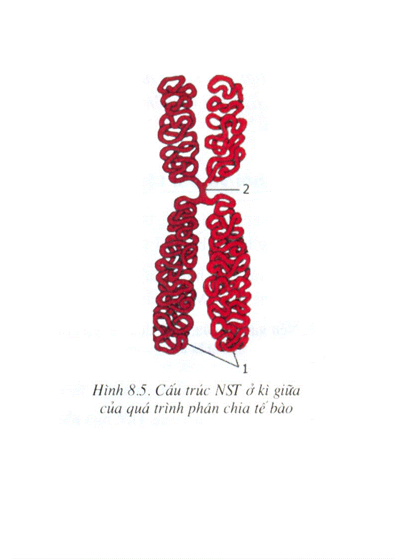 image for page Hình ảnh Sinh Học 9 1 Hot