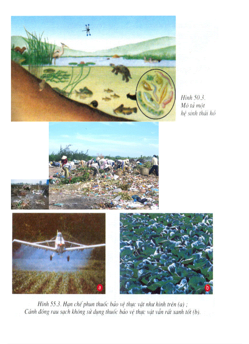 image for page HINH ANH SINH HOC