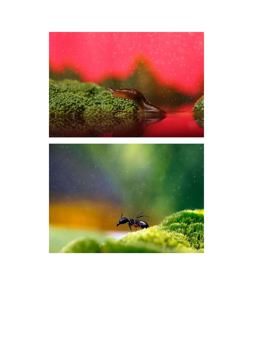 image for page Lung linh thế giới côn trùng