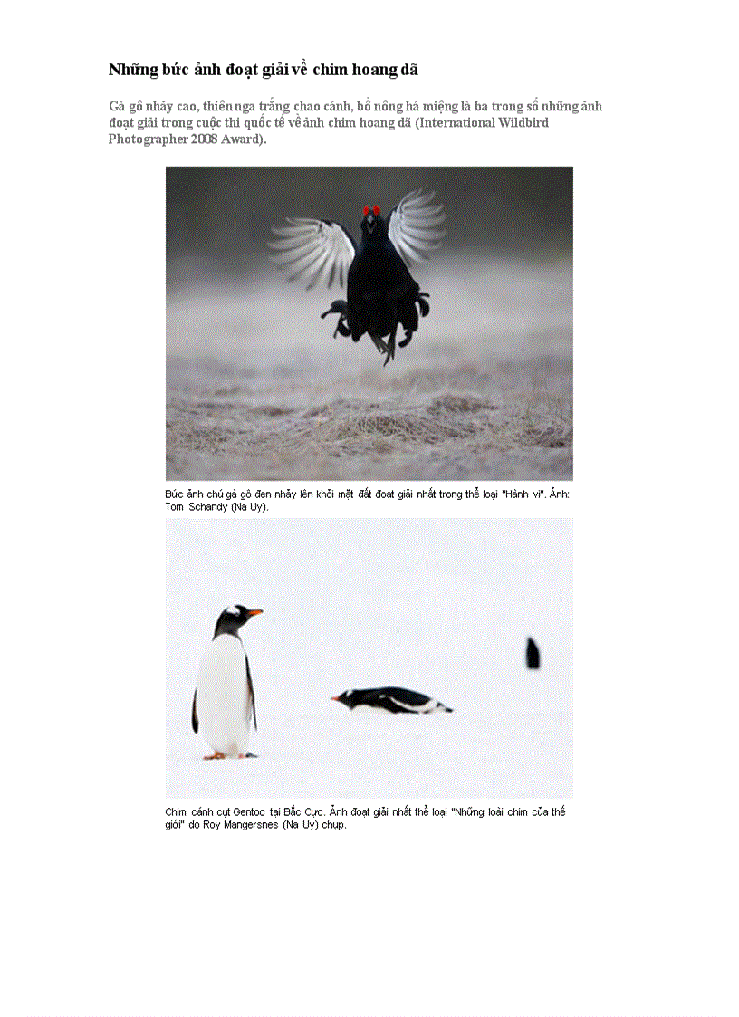 image for page Những bức ảnh đoạt giải về chim hoang dã