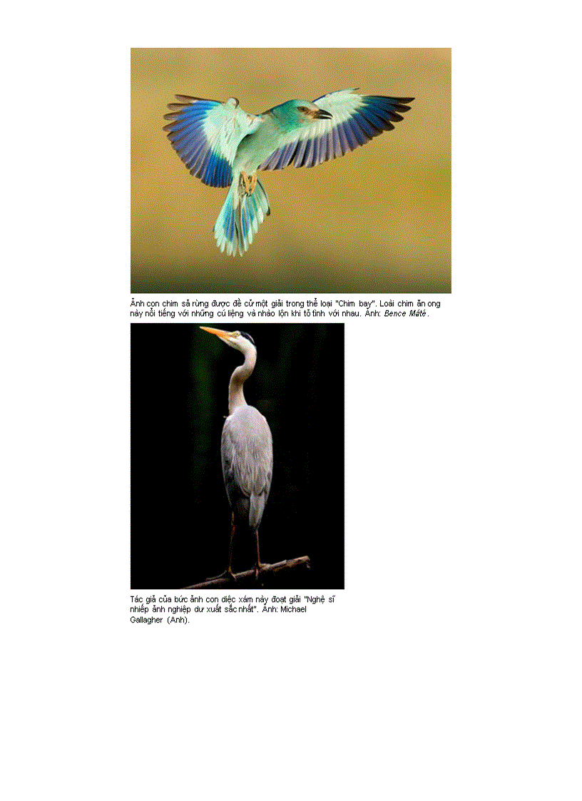 Những bức ảnh đoạt giải về chim hoang dã