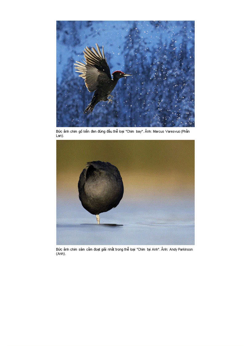 image for page Những bức ảnh đoạt giải về chim hoang dã