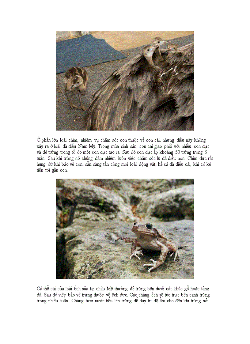 image for page Những ông bố tuyệt vời trong thế giới động vật