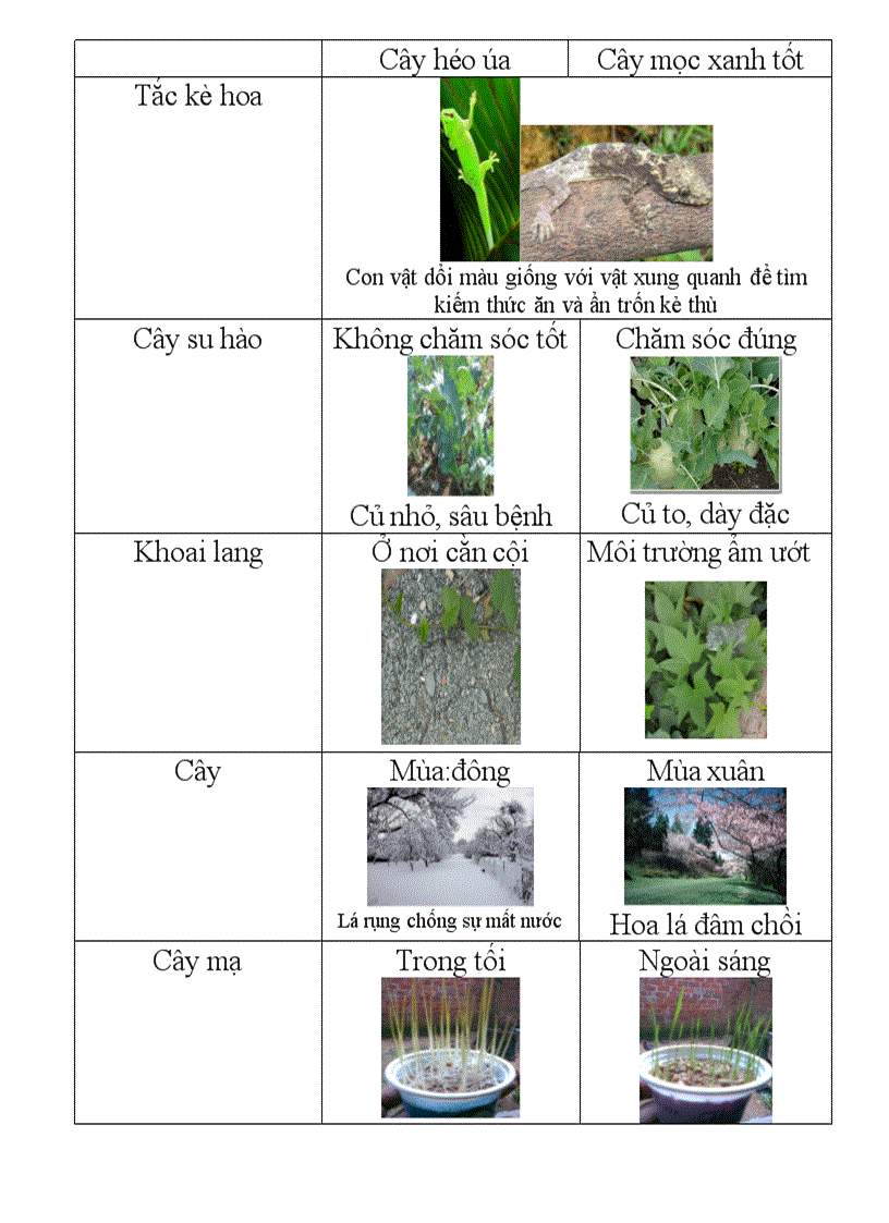 image for page Thường biến biến dị