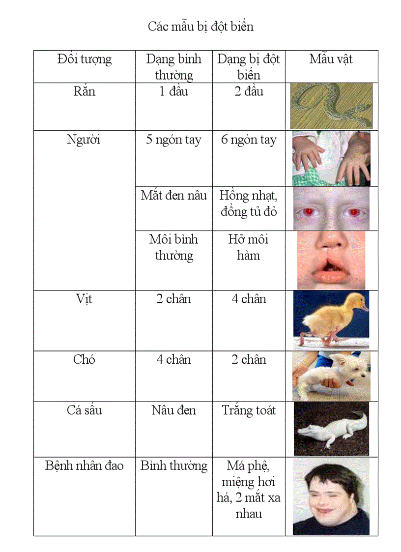 image for page Thường biến biến dị