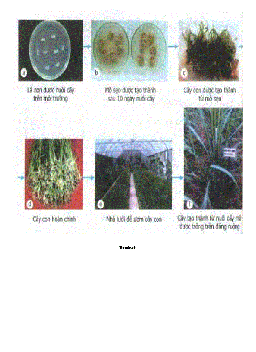 image for page Tranh sinh học 9 đã cắt trong sách hot nhất