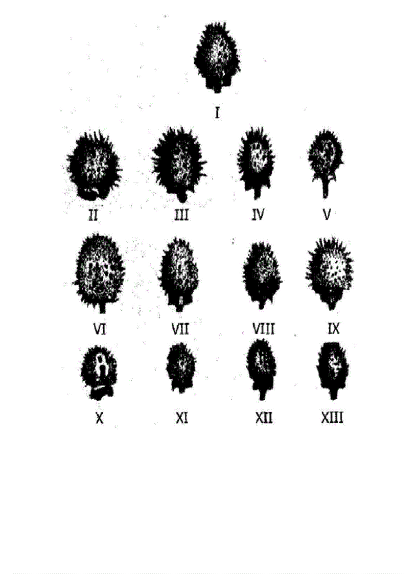 image for page Tranh sinh hoc 9