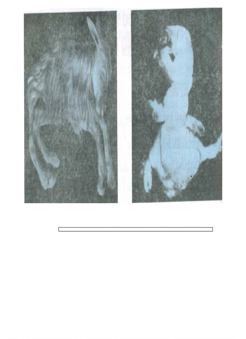 image for page Tranh sinh hoc 9