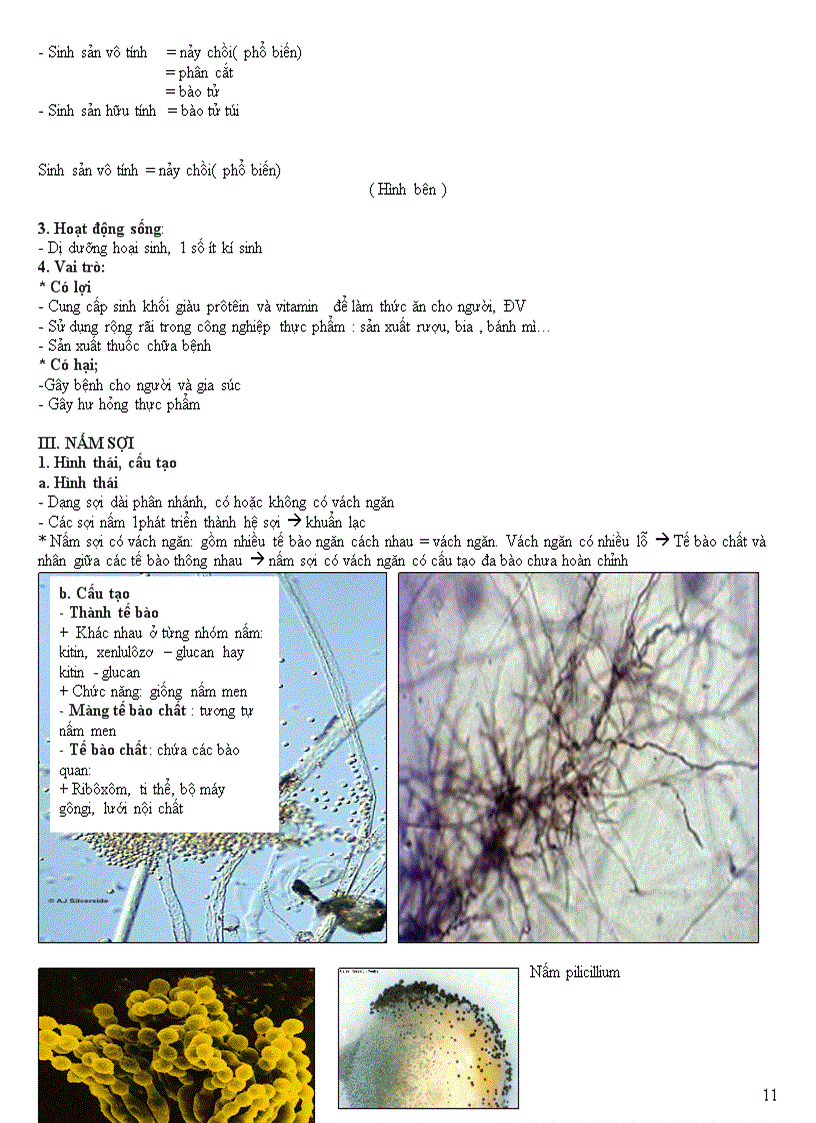 image for page Chuyên đề vi sinh vật
