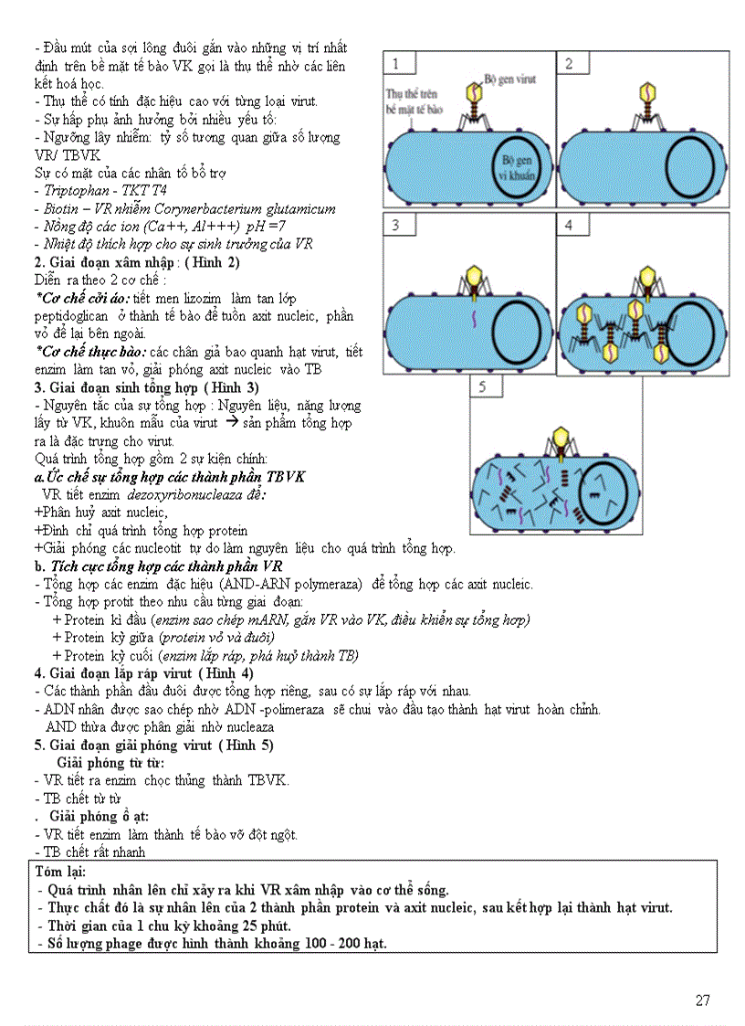 image for page Chuyên đề vi sinh vật