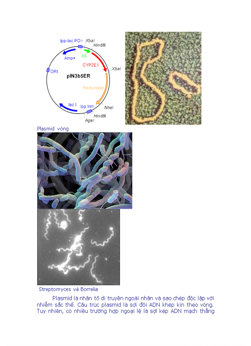 image for page Phân loại vi sinh bằng Sinh Học Phân Tử doc