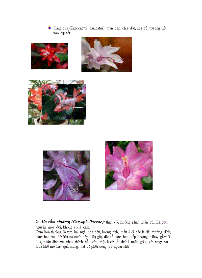 image for page Phan lop cam chuong