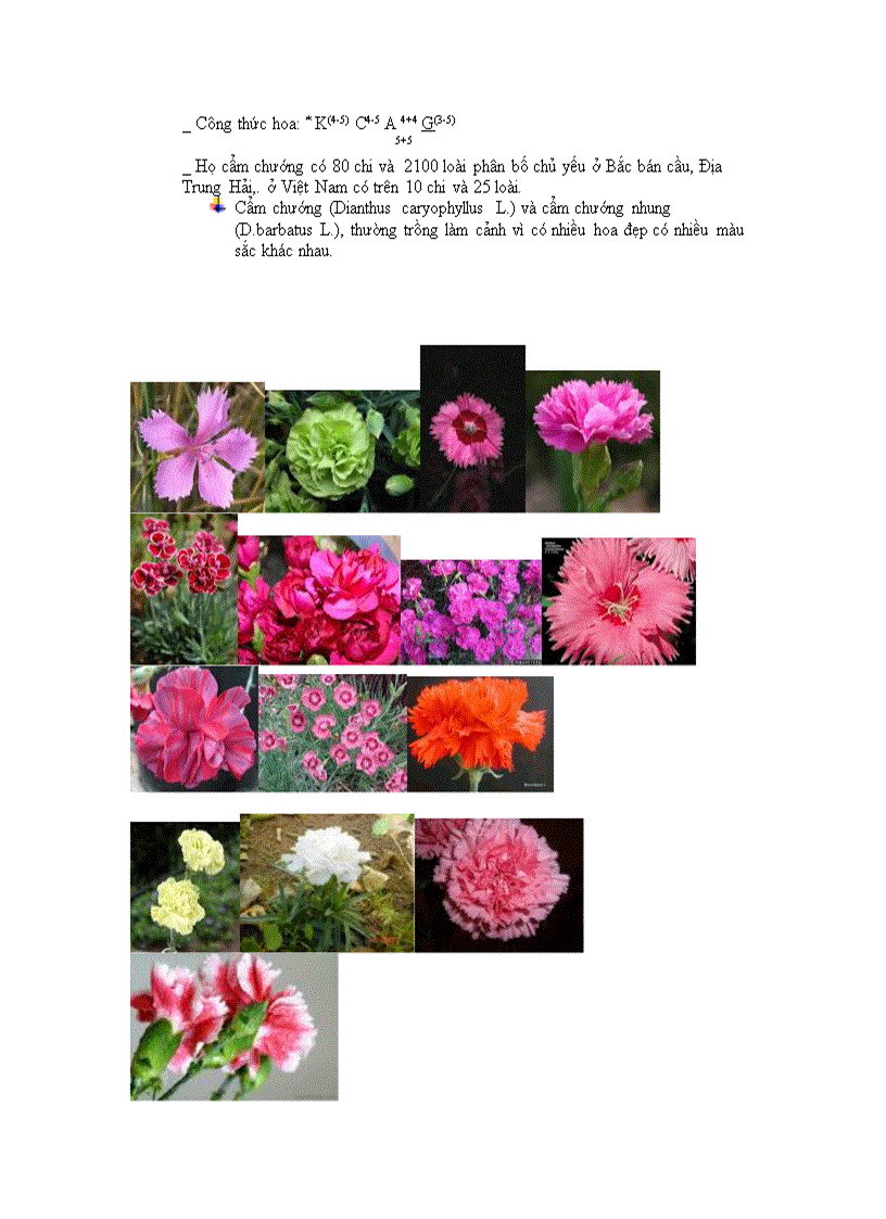 image for page Phan lop cam chuong