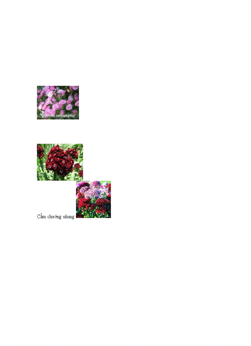 image for page Phan lop cam chuong