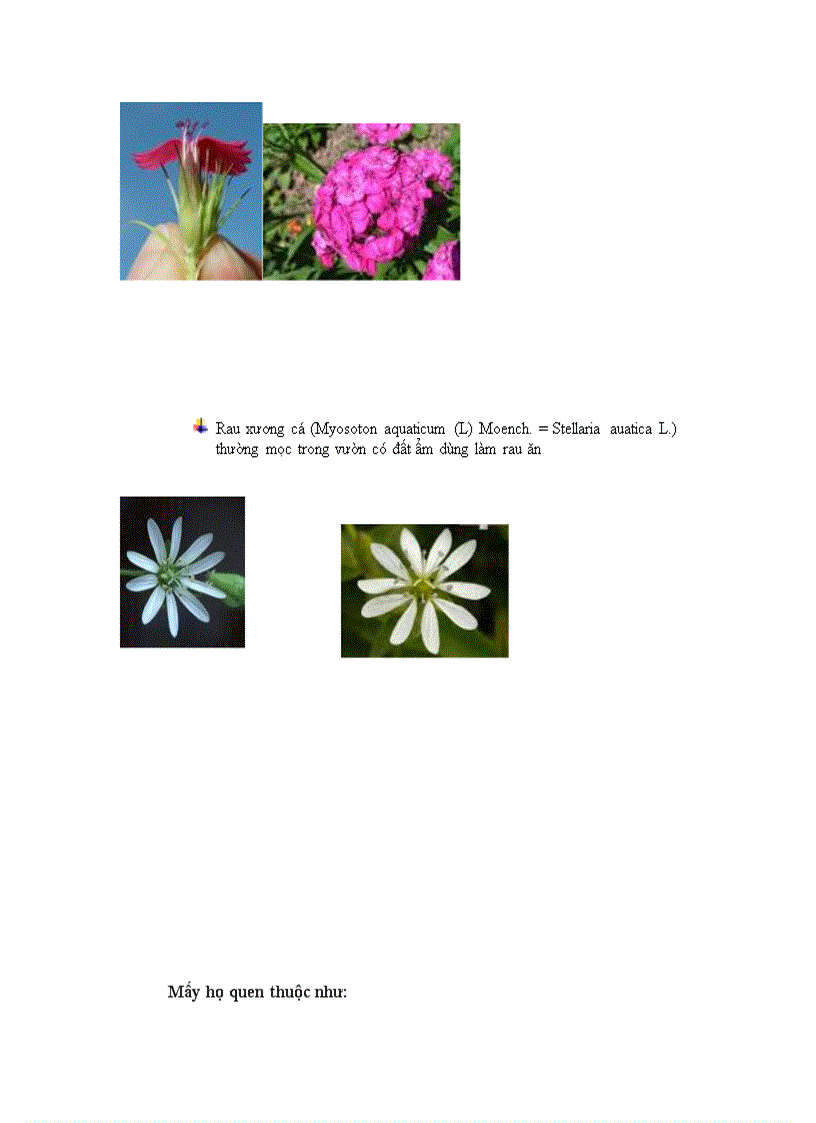 image for page Phan lop cam chuong