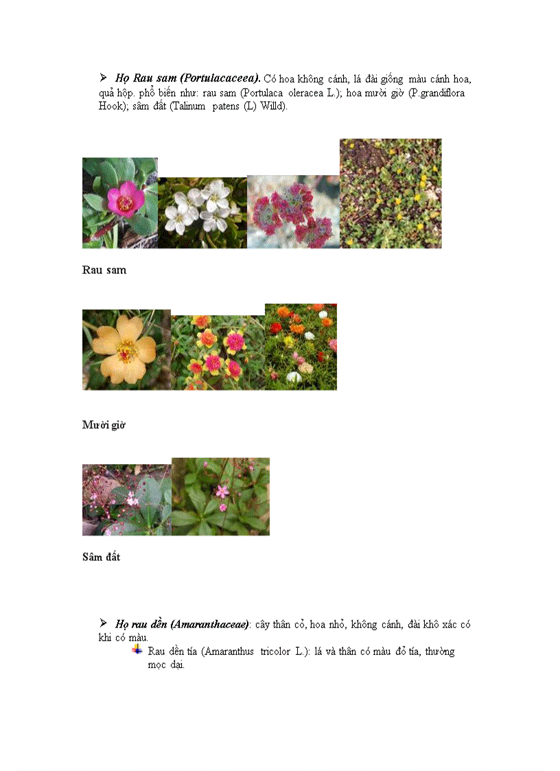 image for page Phan lop cam chuong