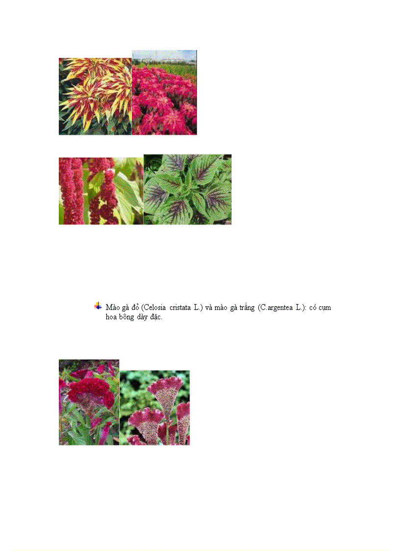 image for page Phan lop cam chuong