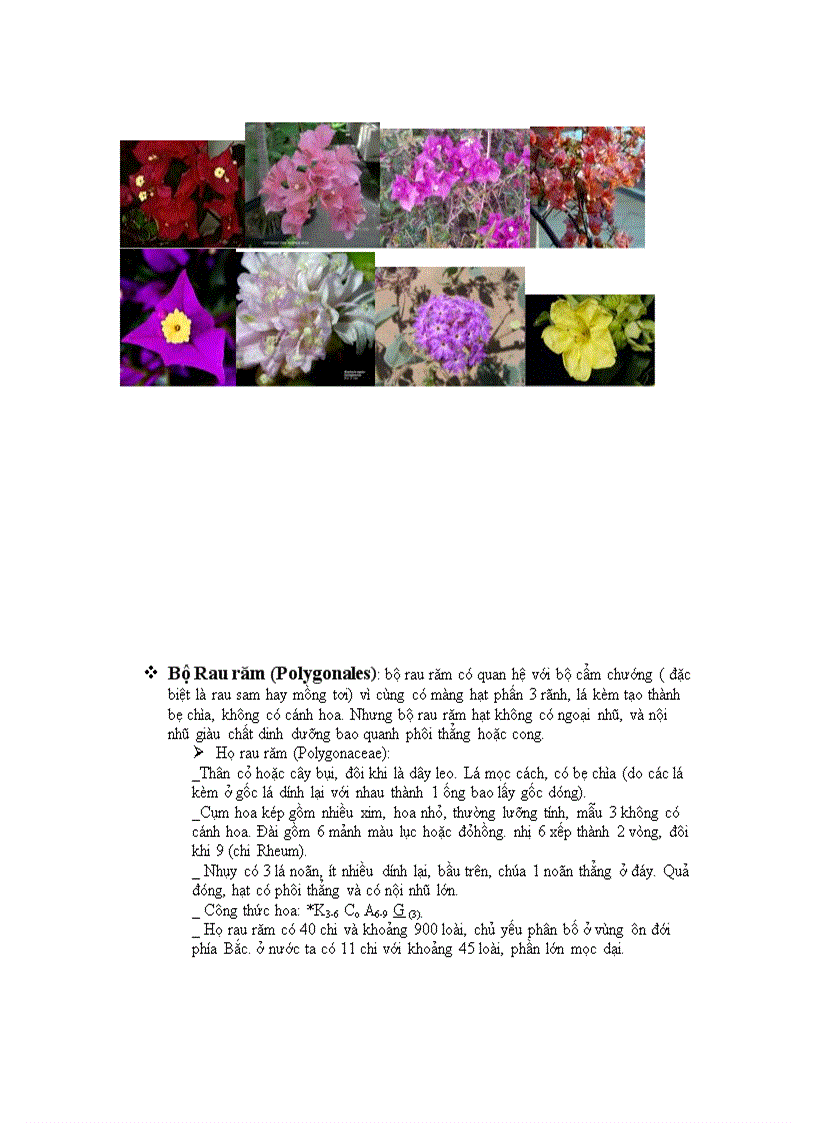 image for page Phan lop cam chuong