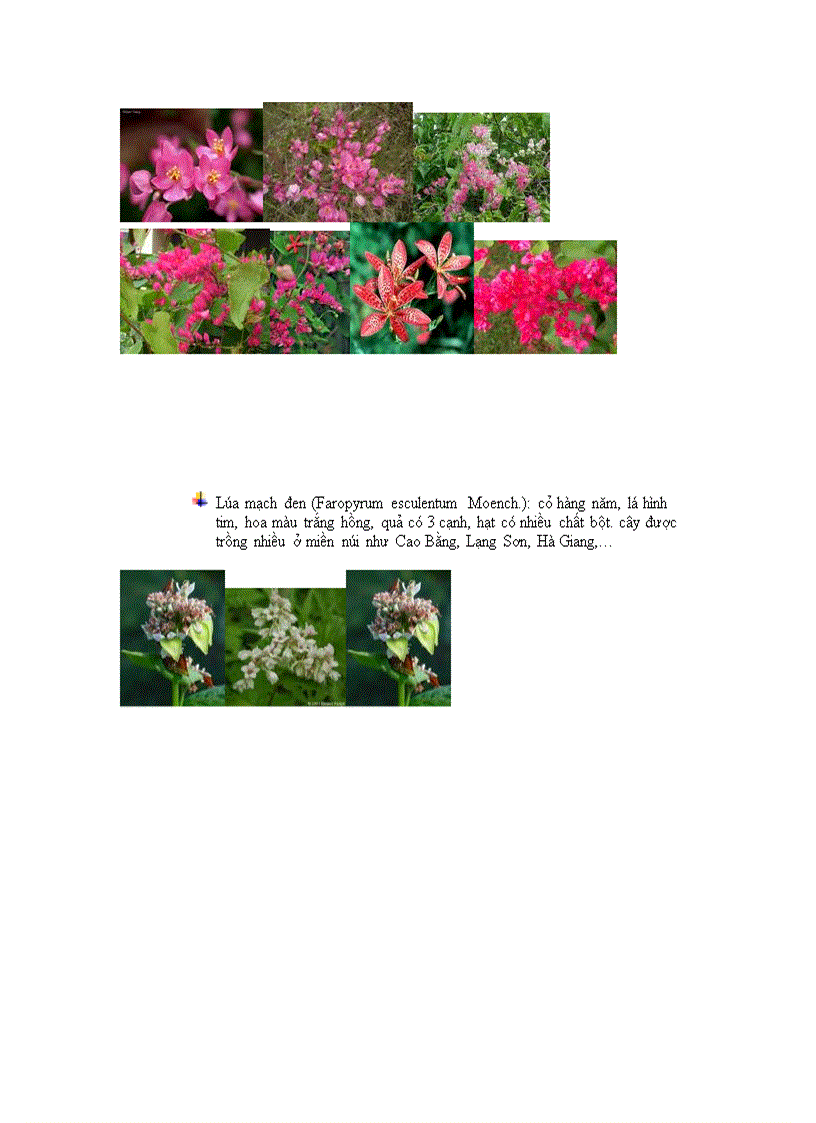 image for page Phan lop cam chuong