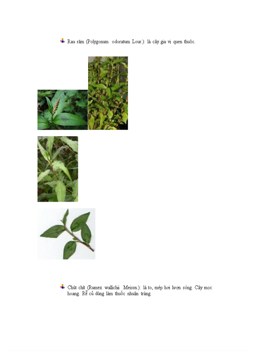 image for page Phan lop cam chuong