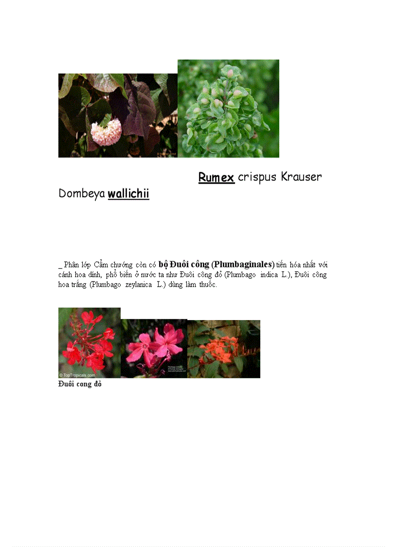 image for page Phan lop cam chuong