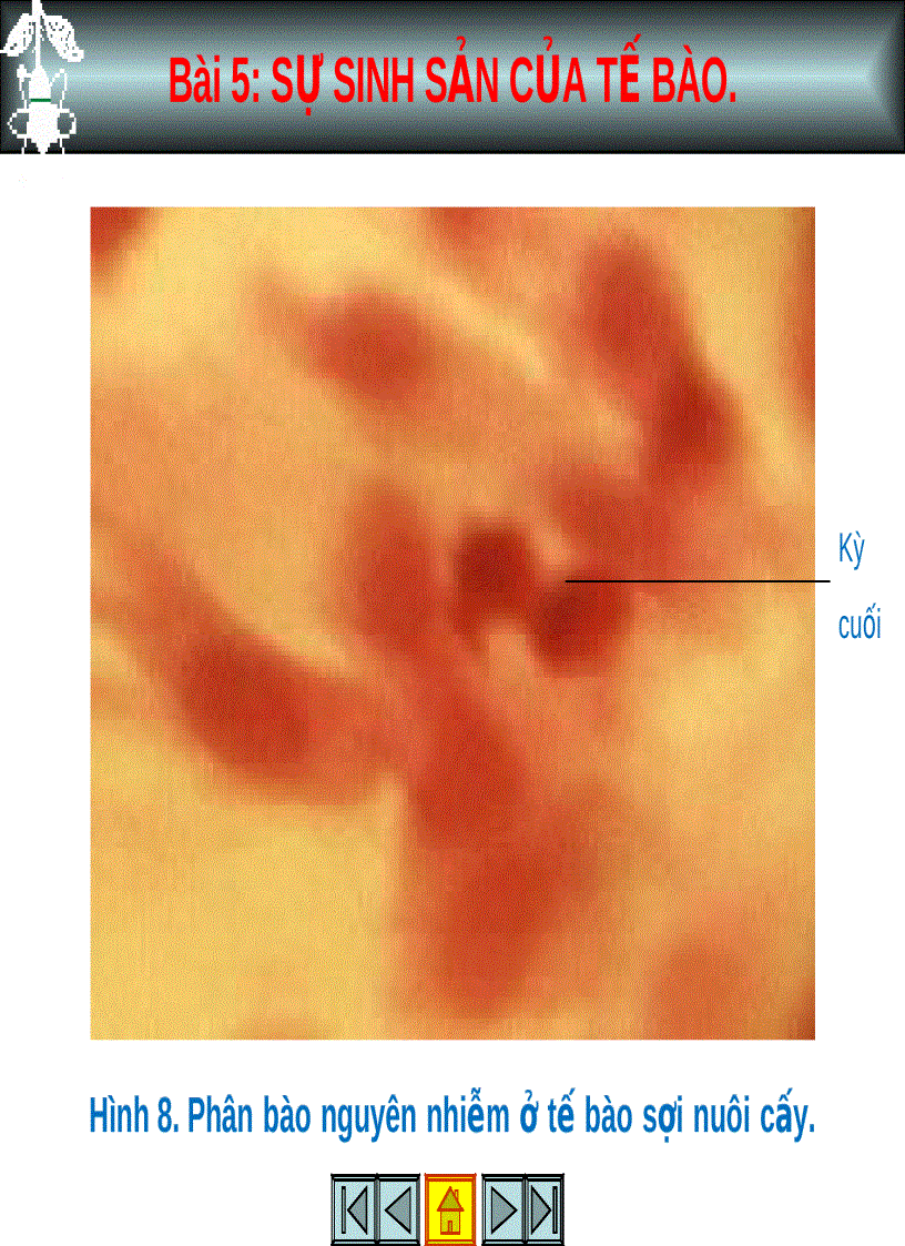 image for page Sinh sản của tế bào