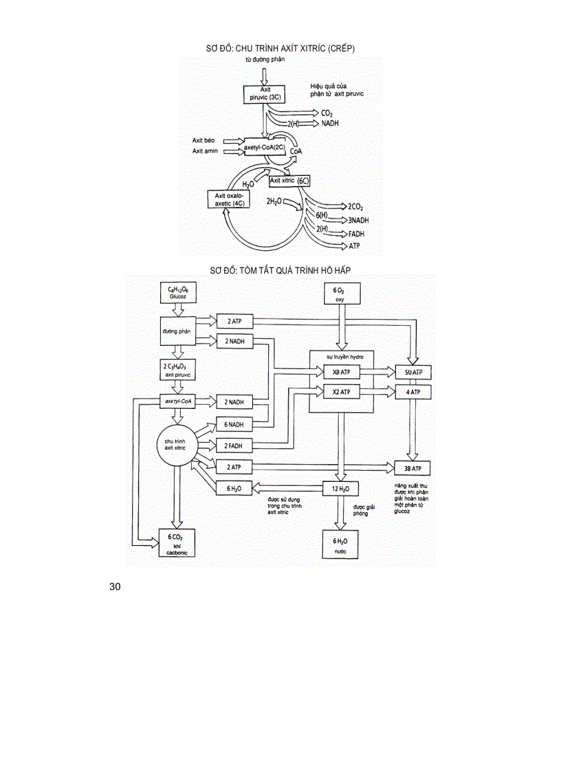 image for page Thiết kế bài giảng Sinh học 10 nâng cao Tập 2