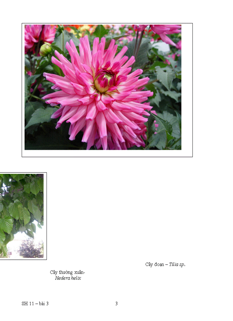 image for page Bài 3 Thoát hơi nước 1