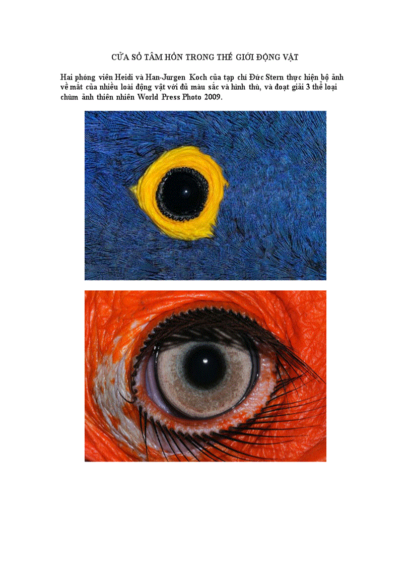 image for page Cửa sổ tâm hồn trong thế giới loài vật